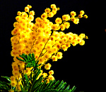 Цветотерапия