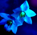 Цветотерапия