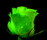 Цветотерапия