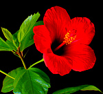 Цветотерапия